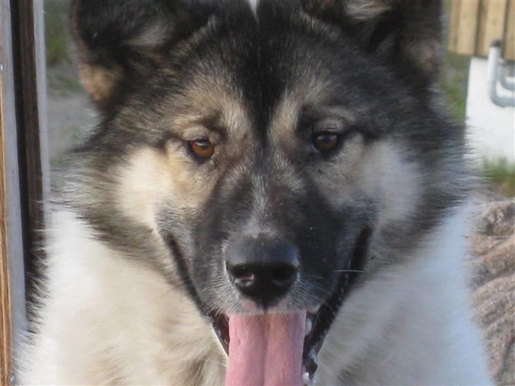 Grønlandshund Miki billede 5