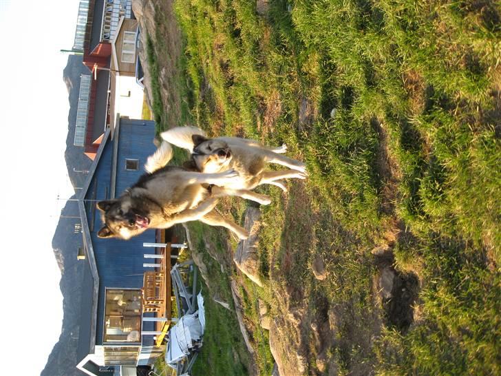 Grønlandshund Mejse billede 1