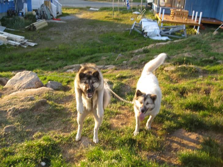 Grønlandshund Mejse billede 2