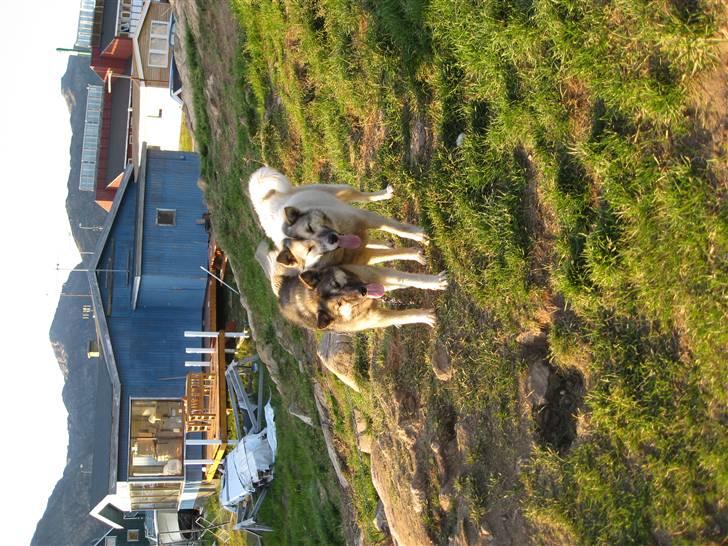 Grønlandshund Mejse billede 3