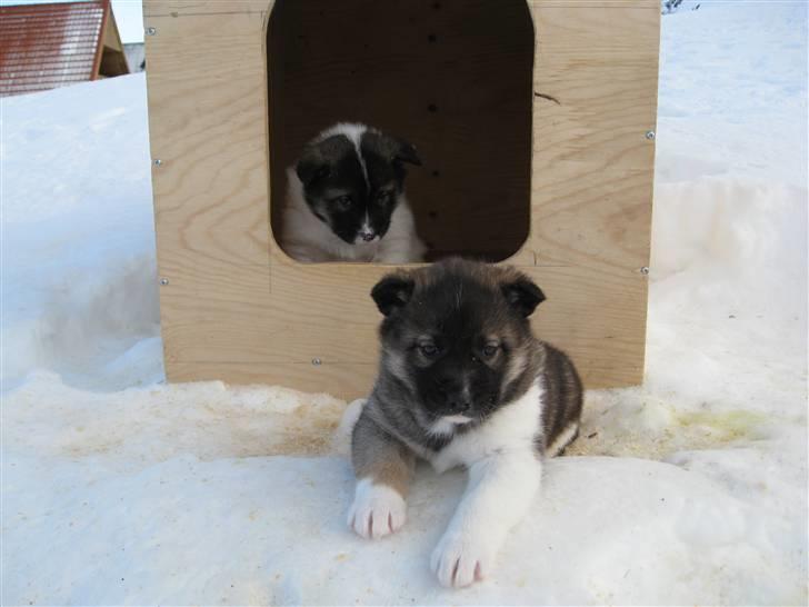 Grønlandshund Mejse billede 4