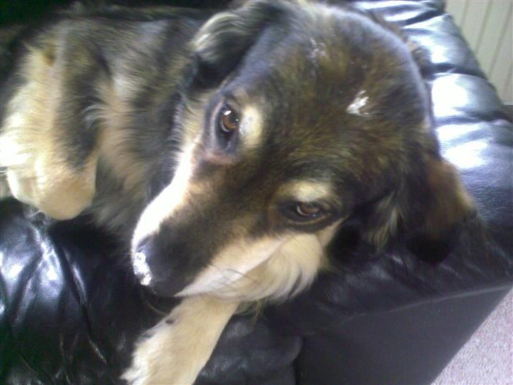 Blanding af racer Jeff - Hvad?! Jeg har da ikke været i køkkenet og haft næsen i spartlmassen. Hvor har du dog det fra? billede 8