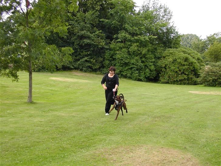 Boxer Bertram - Hvem Lufter Hvem *GG* billede 10