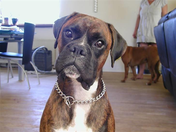 Boxer Bertram billede 11