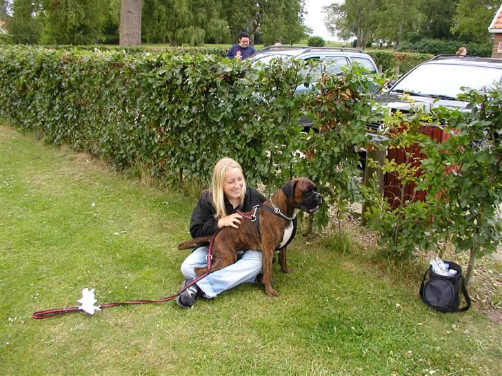 Boxer Bertram - Godt og blive nusset men man skal holde øje men alt  billede 12