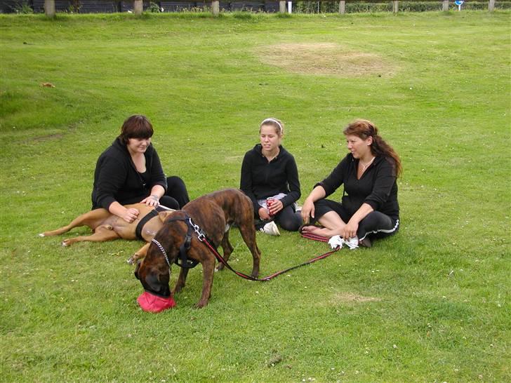 Boxer Bertram - PitStop  billede 13