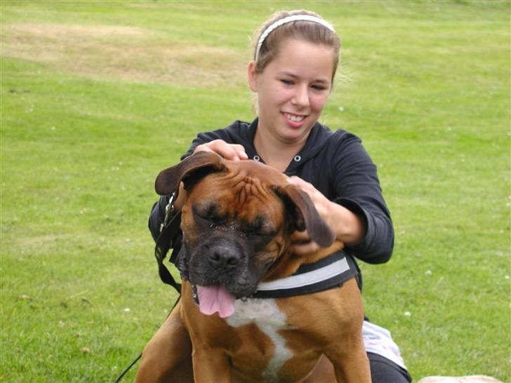 Boxer Thor....RIP D.15-1-10 - ja lige der  billede 15