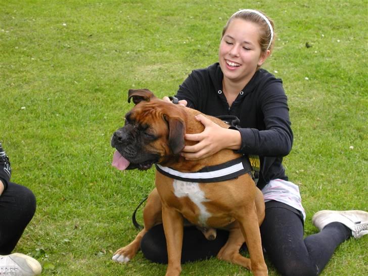Boxer Thor....RIP D.15-1-10 - mmmmm dejligt bliv bare ved billede 16