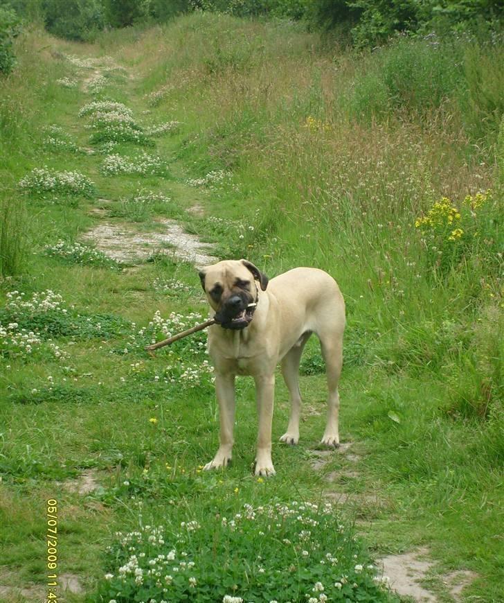 Blanding af racer - Mastiff Cæsar R.I.P. billede 17