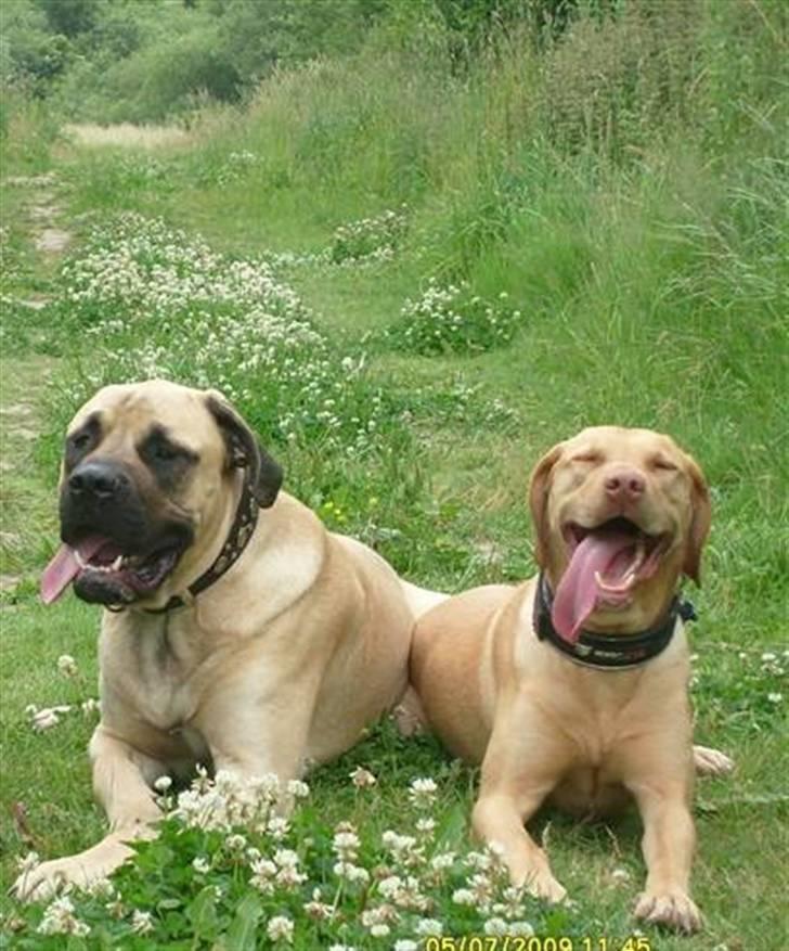 Blanding af racer - Mastiff Cæsar R.I.P. billede 19