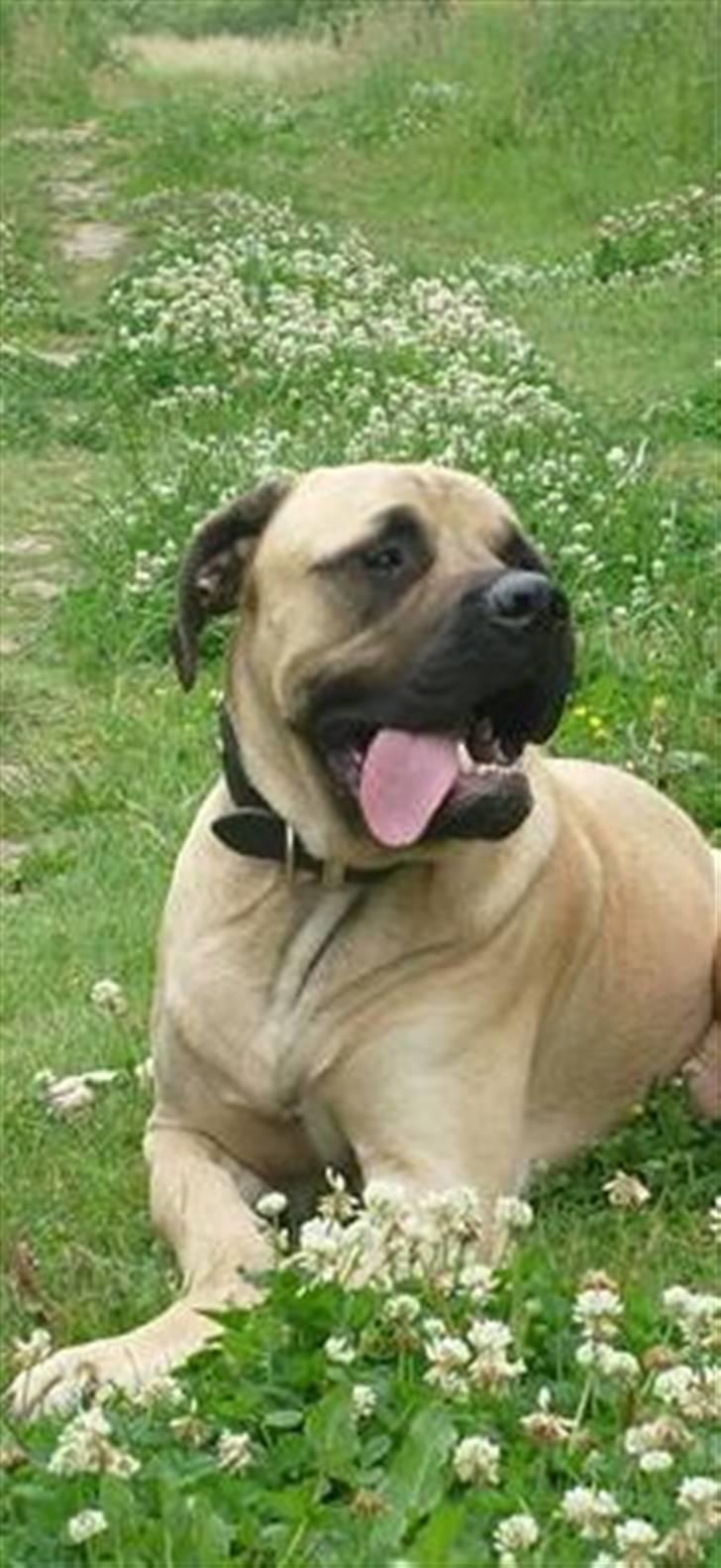 Blanding af racer - Mastiff Cæsar R.I.P. billede 20