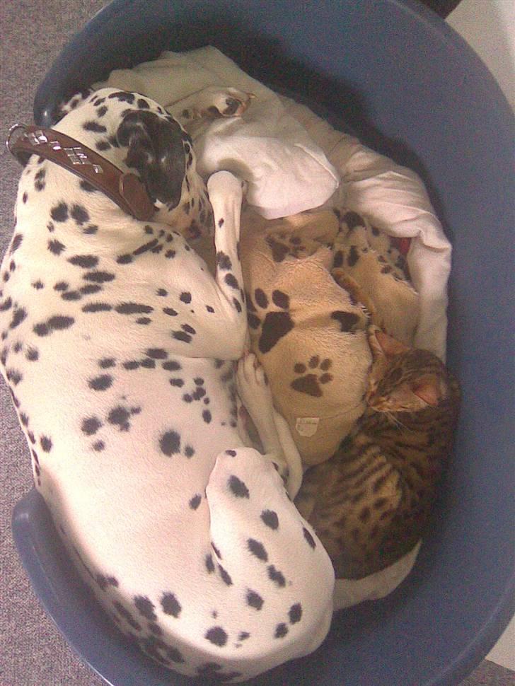 Dalmatiner Simba billede 7