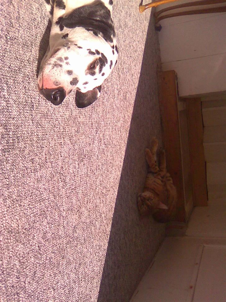 Dalmatiner Simba billede 8