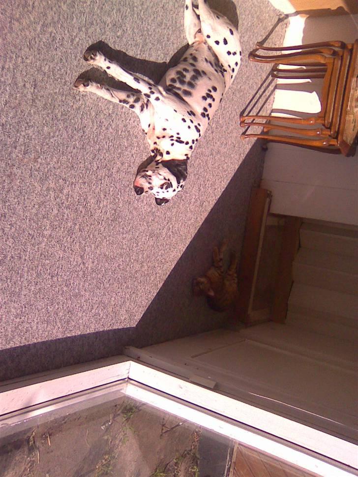 Dalmatiner Simba billede 9