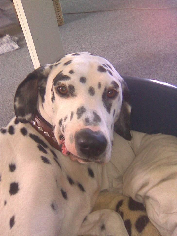 Dalmatiner Simba billede 10