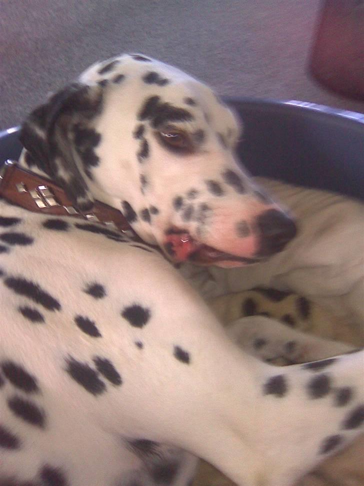 Dalmatiner Simba billede 11