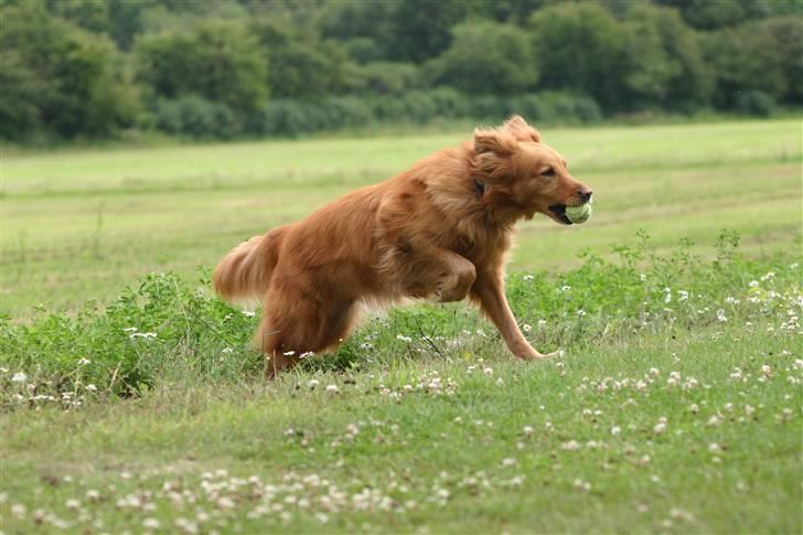 Hovawart Silly (HofJoy´s Elona) - Silly. billede 14