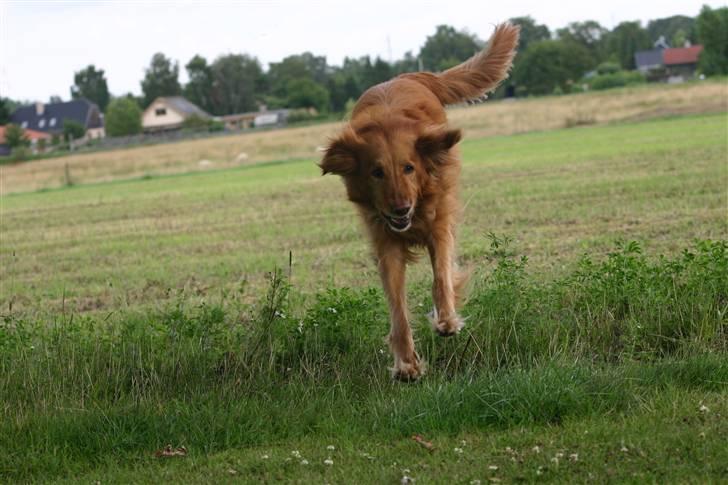 Hovawart Silly (HofJoy´s Elona) - Nu kommer jeg :D billede 15
