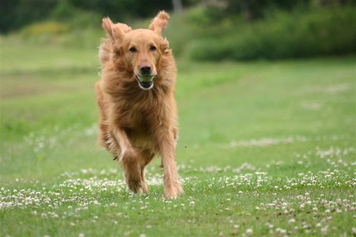 Hovawart Silly (HofJoy´s Elona) billede 16