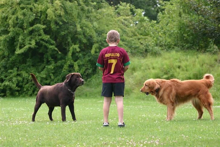 Hovawart Silly (HofJoy´s Elona) - Silly og Nuggi venter på at Victor giver startsignal til leg! billede 18