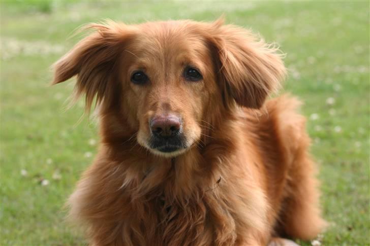 Hovawart Silly (HofJoy´s Elona) - Køn ikk´? billede 19