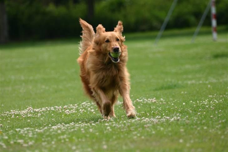 Hovawart Silly (HofJoy´s Elona) - Silly. billede 20