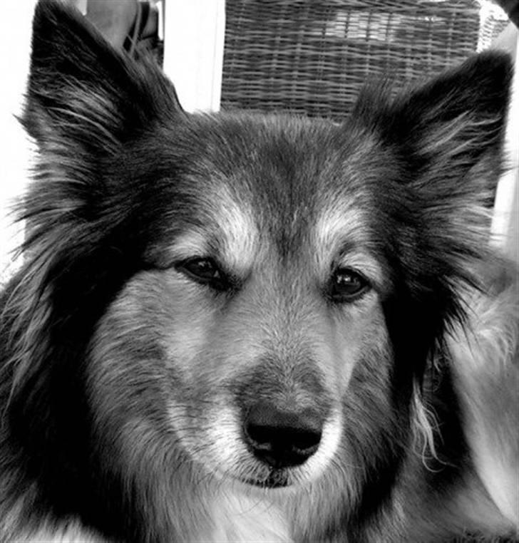 Islandsk fårehund Alma billede 5