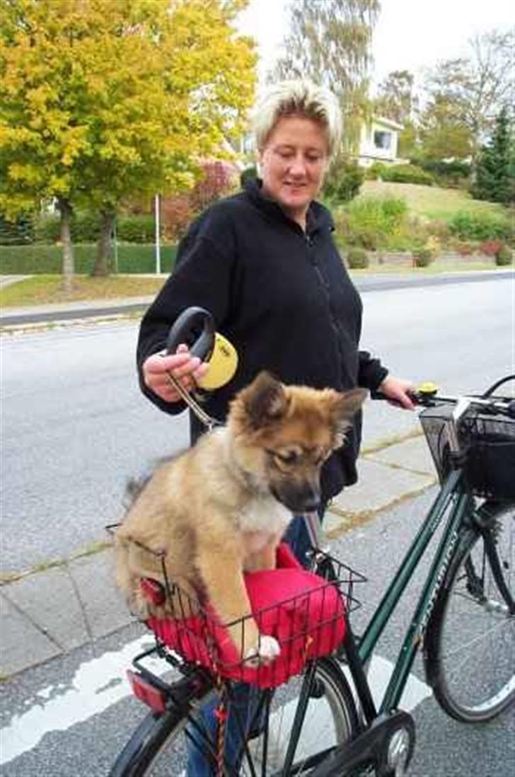 Islandsk fårehund Alma - lille Alma på besøg hos min datter Tine billede 6