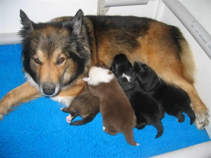 Islandsk fårehund Alma - Alma med sit 2 hvalpekuld i 2008 billede 7