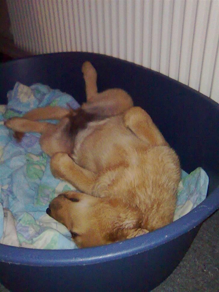 Blanding af racer Mika - her er mika gået helt kold... 12 uger  billede 8