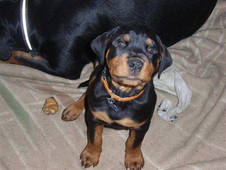 Rottweiler Kåre billede 7