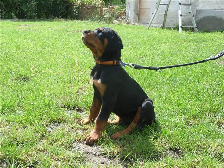 Rottweiler Kåre billede 8