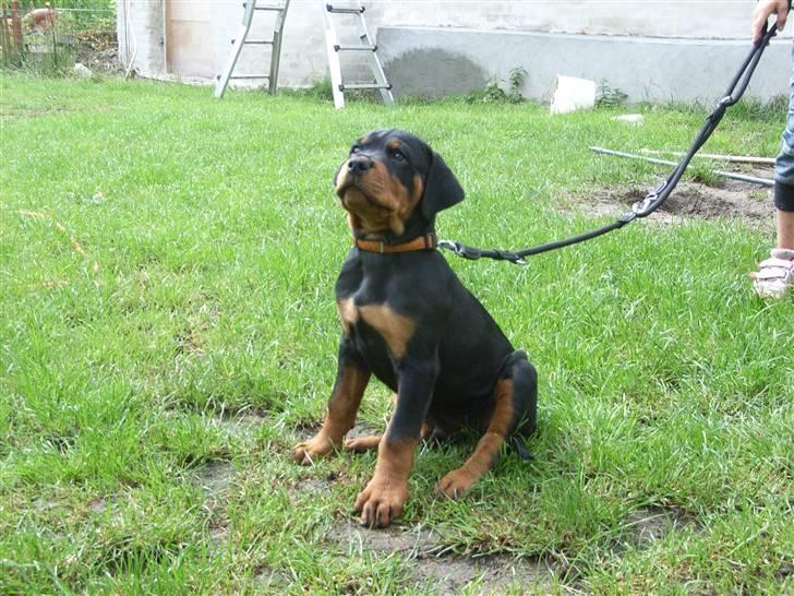 Rottweiler Kåre billede 9