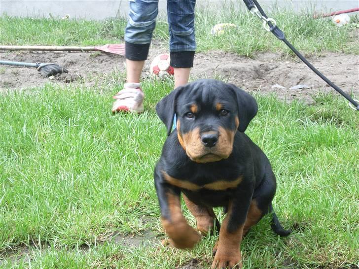Rottweiler Kåre billede 10