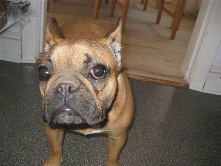 Fransk bulldog Karla - Nej moar, det er ikke mig der har gravet hullet i haven....... billede 8