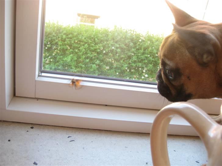 Fransk bulldog Karla - Karla jagter en natsværmer i vindueskarmen. billede 9