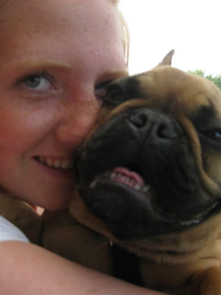 Fransk bulldog Karla - Karla og moar <3 Mmm.. billede 10