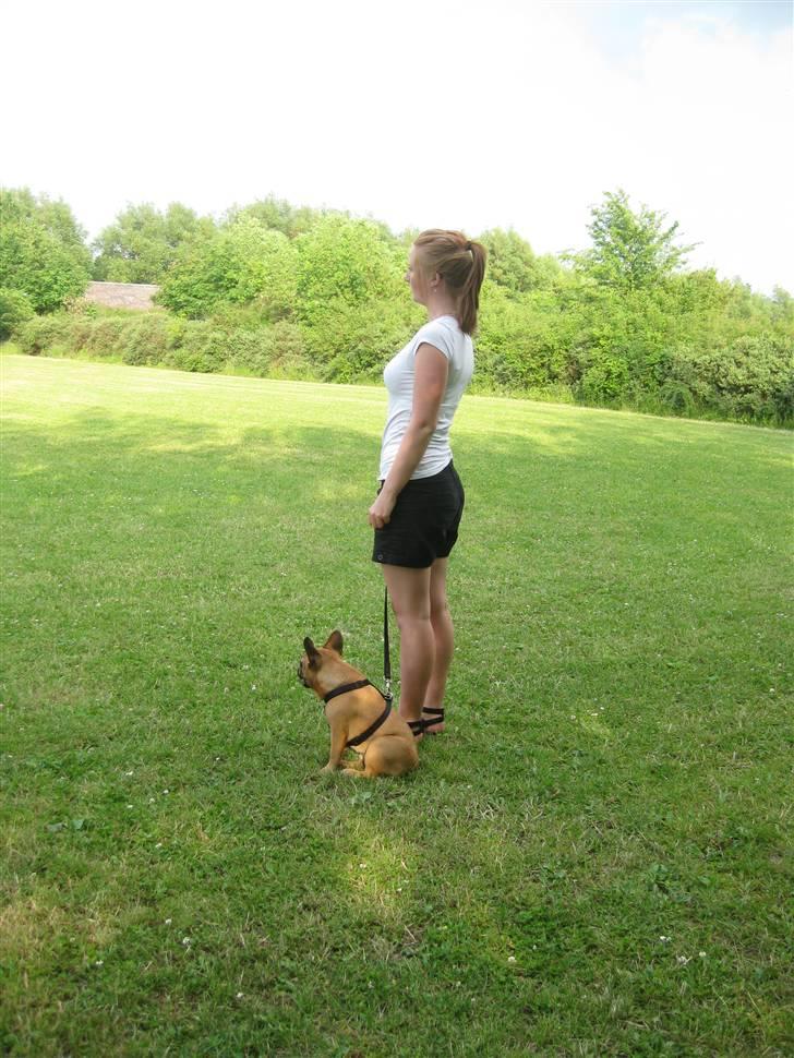 Fransk bulldog Karla - Karla og mor til hvalpetræning. billede 11