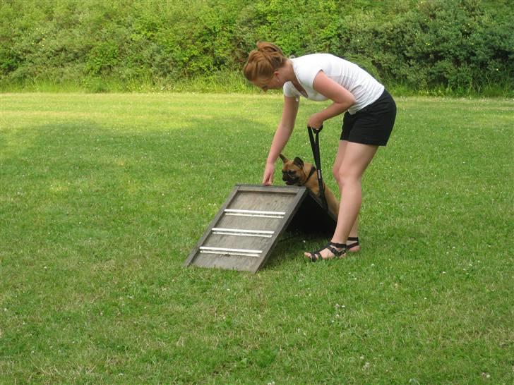 Fransk bulldog Karla - Ej moar, du ved godt jeg ikke er meget for det... Men der er jo en godbid :D billede 12