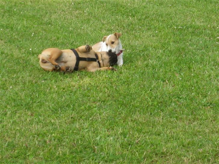 Fransk bulldog Karla - Karla og Chili, som er bedste legekammerater kan lege ustandseligt! billede 13