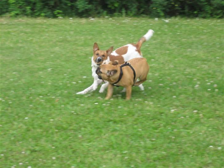 Fransk bulldog Karla - Her løber Karla om kap med Kaja :) billede 14