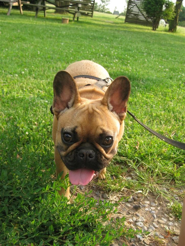 Fransk bulldog Karla - Puha, hvor var det hårdt til træning i dag... billede 15