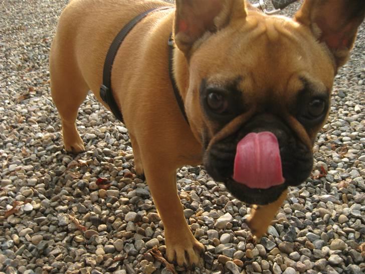 Fransk bulldog Karla - Se, jeg kan slikke mig selv på næsen! :D billede 16