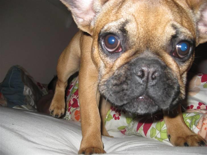 Fransk bulldog Karla billede 17