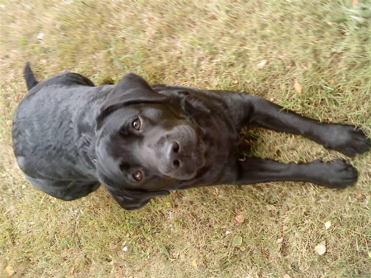 Labrador retriever gini - den der blidts er meget underlig  billede 13