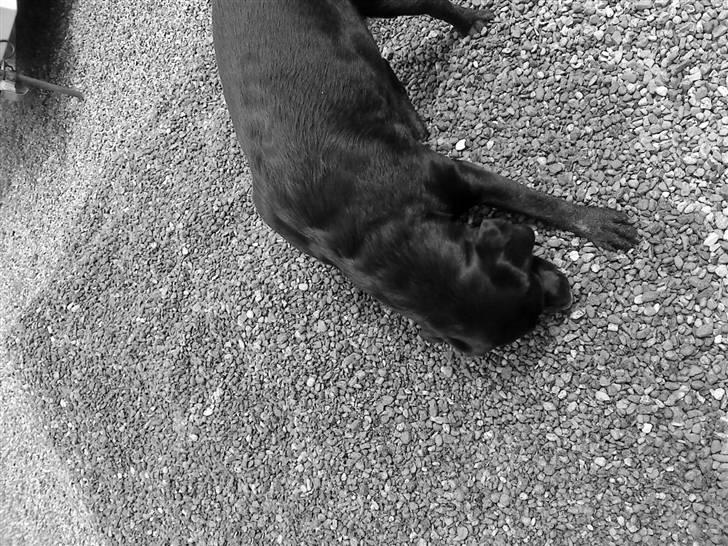 Labrador retriever gini - uhh se jeg har fundet noget her i de nye sten  billede 14