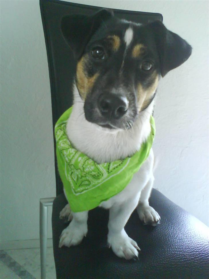 Jack russell terrier Freddi Diesel Skovgaard - Halløj :o) billede 1