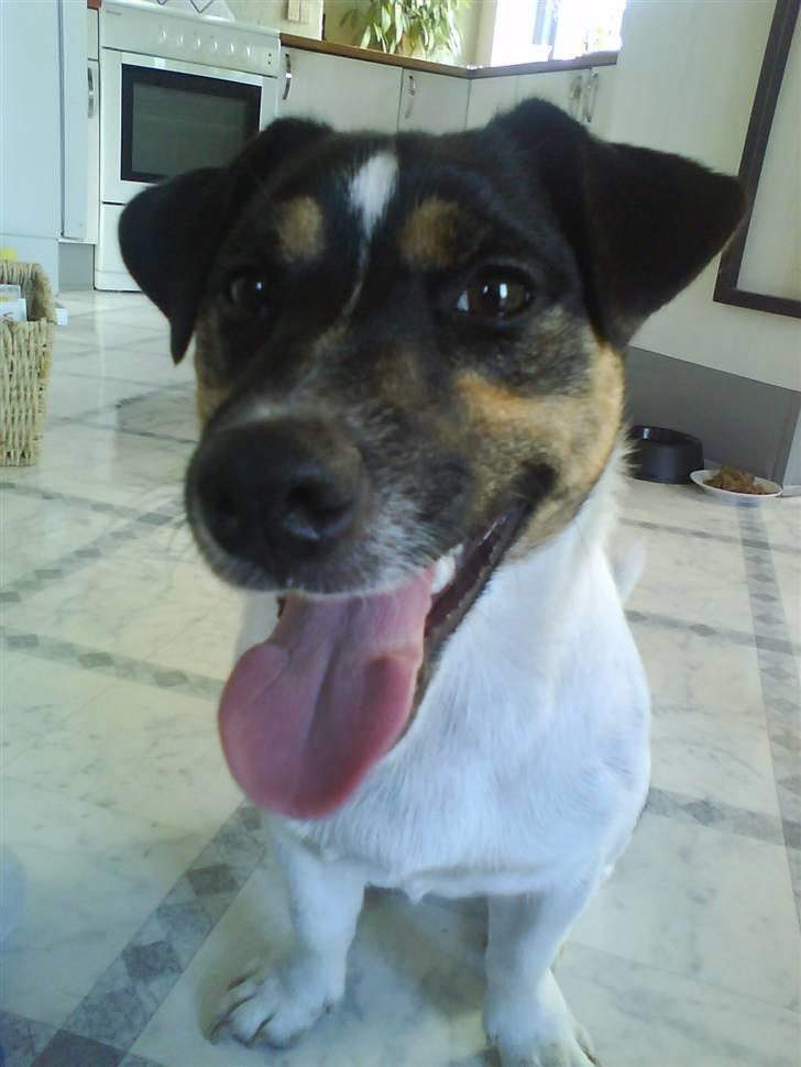 Jack russell terrier Freddi Diesel Skovgaard billede 2