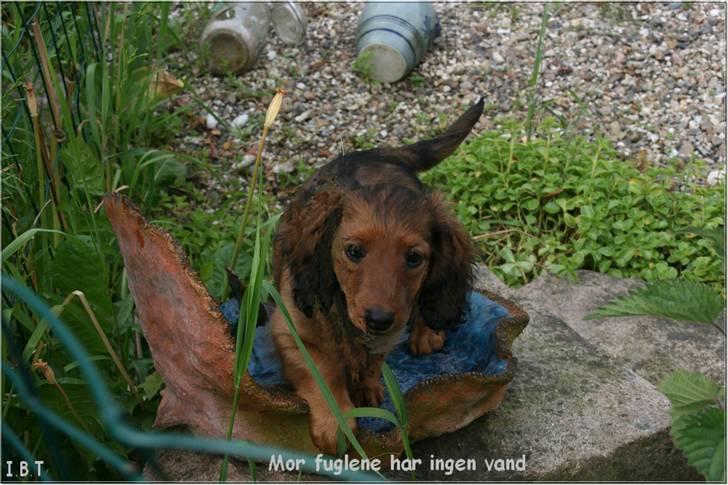 Gravhund Tia von der Taunushöhe - mor fuglene har ingen vand. billede 7