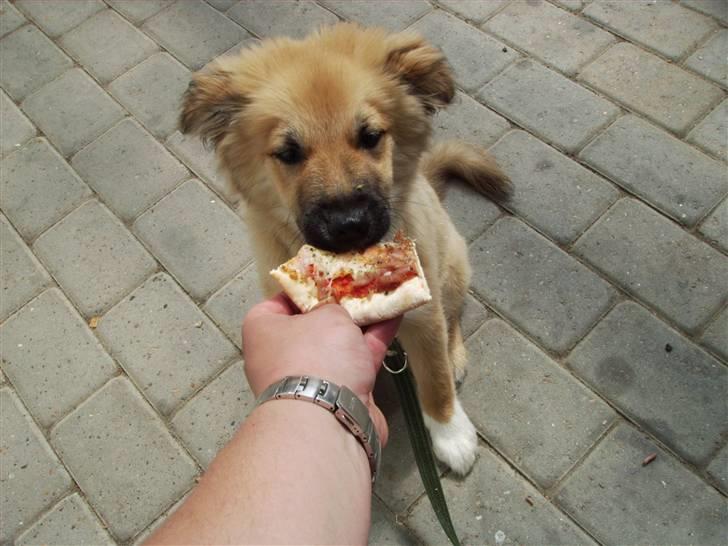 Islandsk fårehund James - (18 Uger) - Hjælper lige far med at spise op.. billede 16